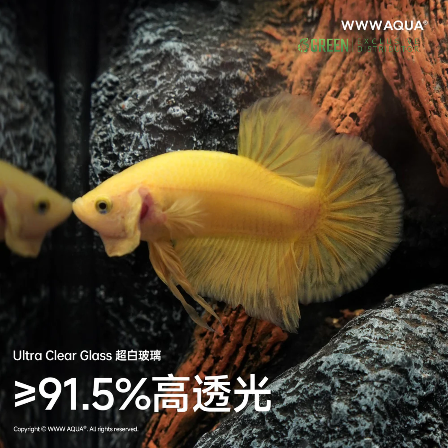 WWWAQUA | Elderwood Hollow