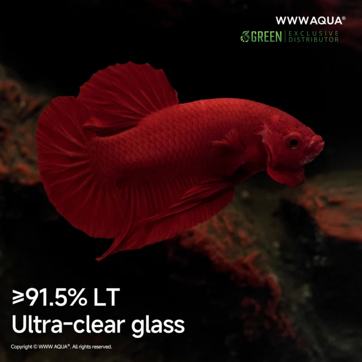 [PREORDER] WWWAQUA | Ember Abyss