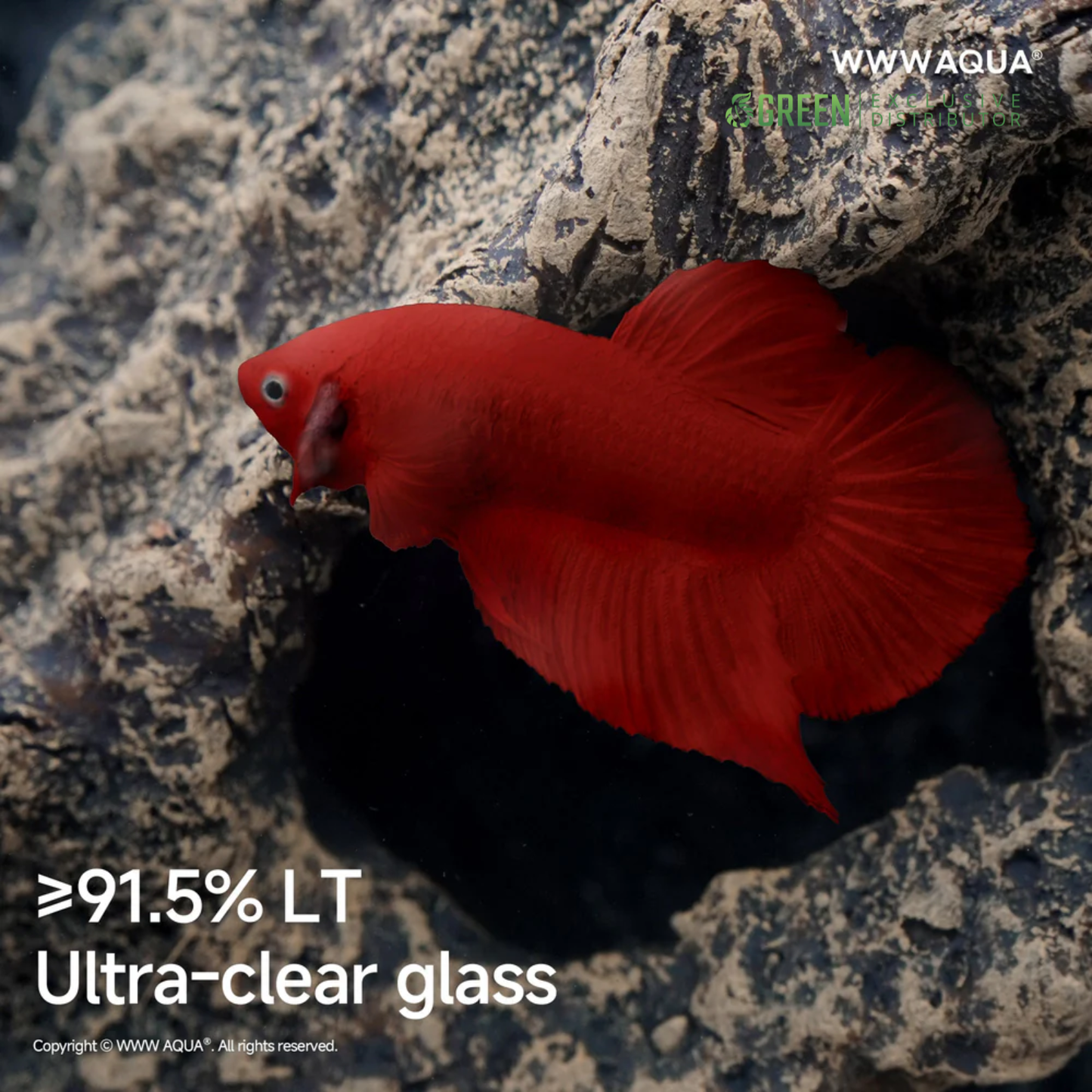 [PREORDER] WWWAQUA | The Dragon’s Lair