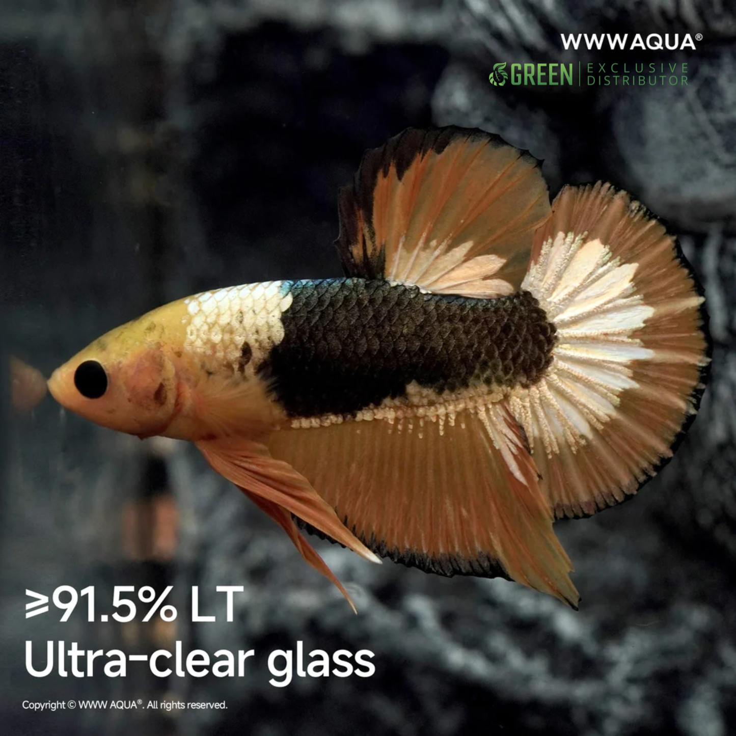 [PREORDER] WWWAQUA | The Golden Wealth Guardian